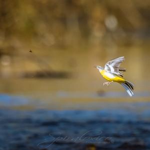 Grey Wagtail