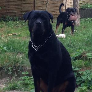 Rottweiler