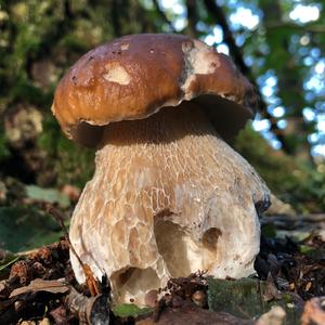 King Bolete