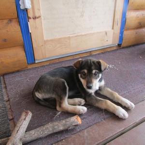 Unknown Breed