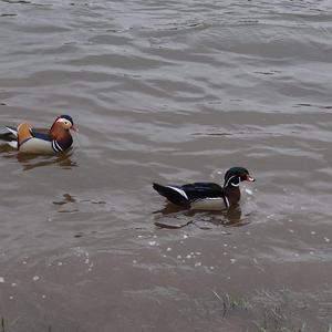 Mandarin Duck