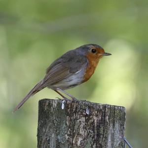 European Robin