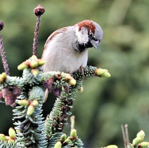 House Sparrow