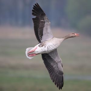 Greylag Goose