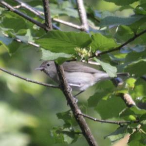 Garden Warbler