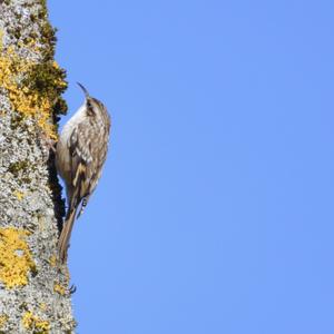 Eurasian Treecreeper