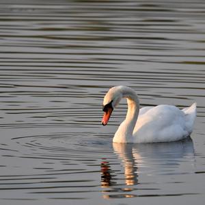 Mute Swan