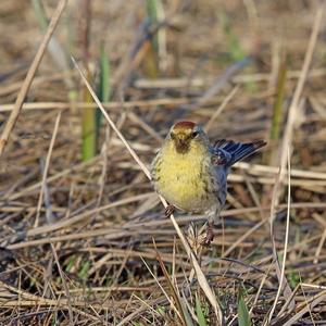 Common Redpoll