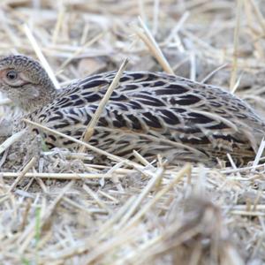 Common Pheasant