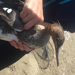 Red-breasted Merganser