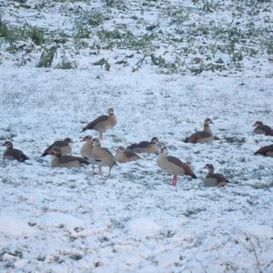 Nilgans