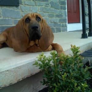 Bloodhound