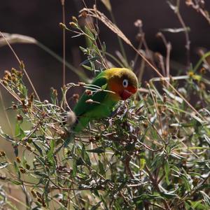 Fischer's Lovebird