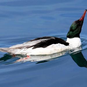 Common Merganser