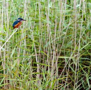 Common Kingfisher