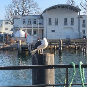 Lesser Black-backed Gull