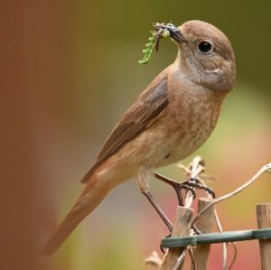 Common Redstart