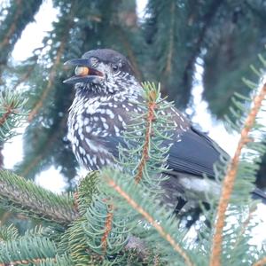 Spotted Nutcracker