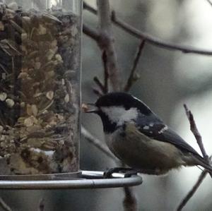 Coal Tit