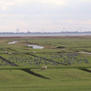 Barnacle Goose