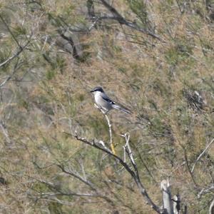 Great Grey Shrike