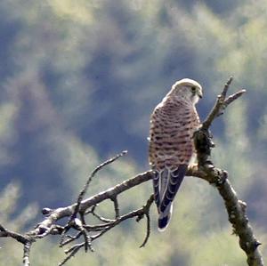 Common Kestrel