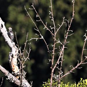 Middle Spotted Woodpecker