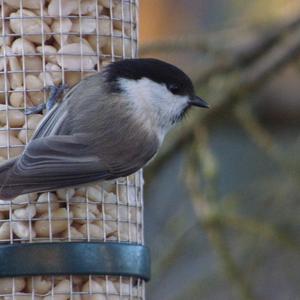 Willow Tit