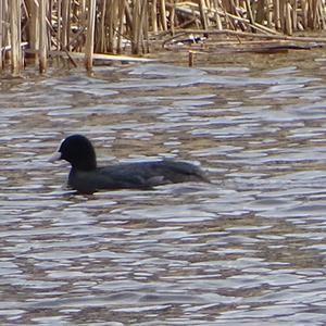 Common Coot