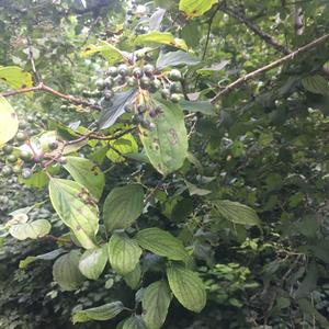 Unknown Species