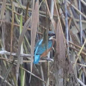 Common Kingfisher