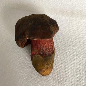 Dotted-stem Bolete