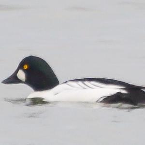 Common Goldeneye