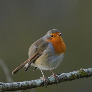 European Robin