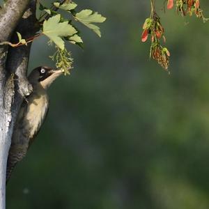 Eurasian Green Woodpecker