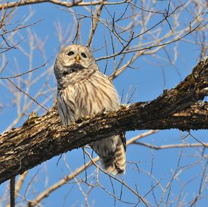 Barred Owl