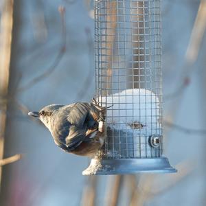 Wood Nuthatch