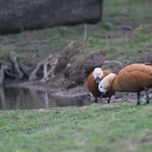 Ruddy Shelduck