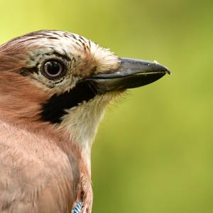 Eurasian Jay