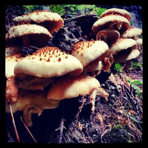 Golden Pholiota