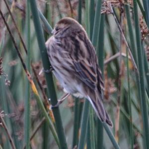 Reed Bunting