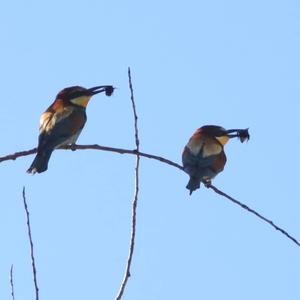 European Bee-eater