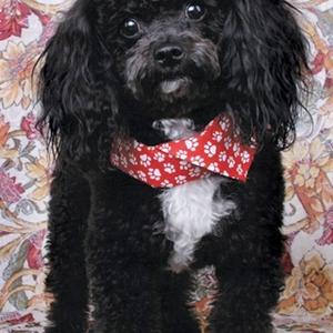 Unknown Breed