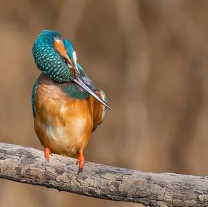 Eisvogel