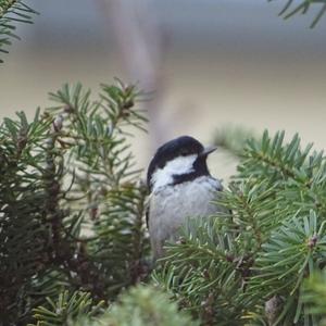 Coal Tit