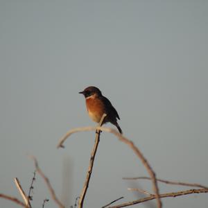 European stonechat