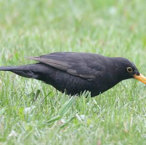 Eurasian Blackbird