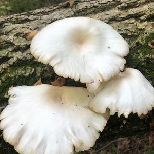 Oyster Mushroom