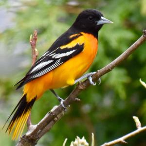 Baltimore Oriole