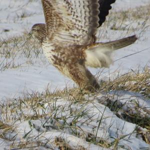 Mäusebussard